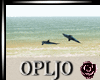 Beache Dolphin