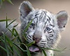 White Tiger Baby