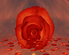 Romantico rose 