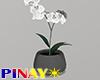 Tiny Orchid Pot 1