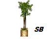 SB* Bamboo Planter*~