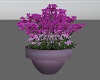 Spring Potted Plant