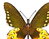 animated butterfly
