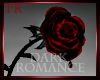 {R} Dark Romance Rose