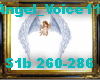 Angel_Voice11