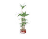 Valn 2016 Bamboo Plant