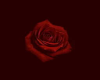 [CI]Heart Rose Pillow