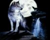 Wolves and waterfall