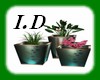 I.D PLANT EMERALD