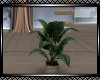**Beautiful Potted Plant