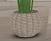 Minimal Tropic Plant