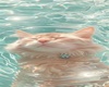 cat cutout