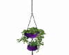 Hanging Plant