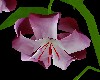 LW- Circular Lilies Anim