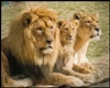 ".Lion Poster."Family
