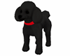 Fmle Charcoal Toy Poodle