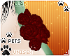 [Pets]Frankie |hip roses