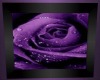 Purple Rose Pic 2
