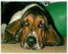 Classic Basset