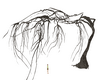AM*dead parasol tree