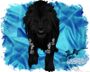 Blue Eyed Black Lion