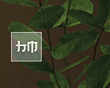 Teak - Plant