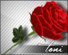 Roses Valentine