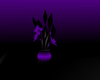 Black/Purple Plant