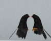(v) Love Crows
