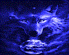 veste wolf dieu de terre
