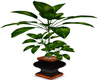 black satin plant