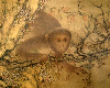 Chinese painting- Monkey