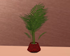 Plant  e Vase