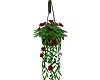 !S! Hanging Red Roses