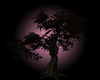 *K* Large Dark Tree