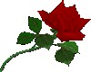 red rose