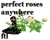 perfect rose anywhere