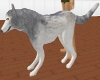 Grey/White Wolf