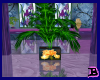 Iris Memories Plant V2