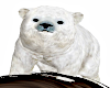 (M) Polar Bear Head Pet