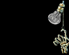 Z* Cleopatra D. B/G