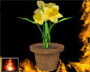 HF Talender Daffodil Pot