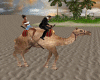 Desert Camel Ride