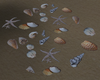 Sea Shells {F}
