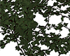 floor vines