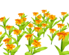 33 Plumeria Flowers