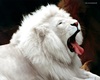 White Lion Pic