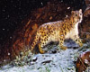 Leopard In Snow