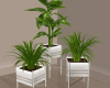 Modern plants