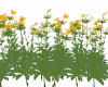 Flowers B4